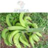 BANANE PLANTAIN VERTE REGIME