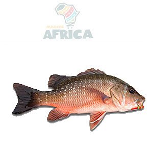 CARPE ROUGE