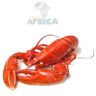 LANGOUSTE 1Kg