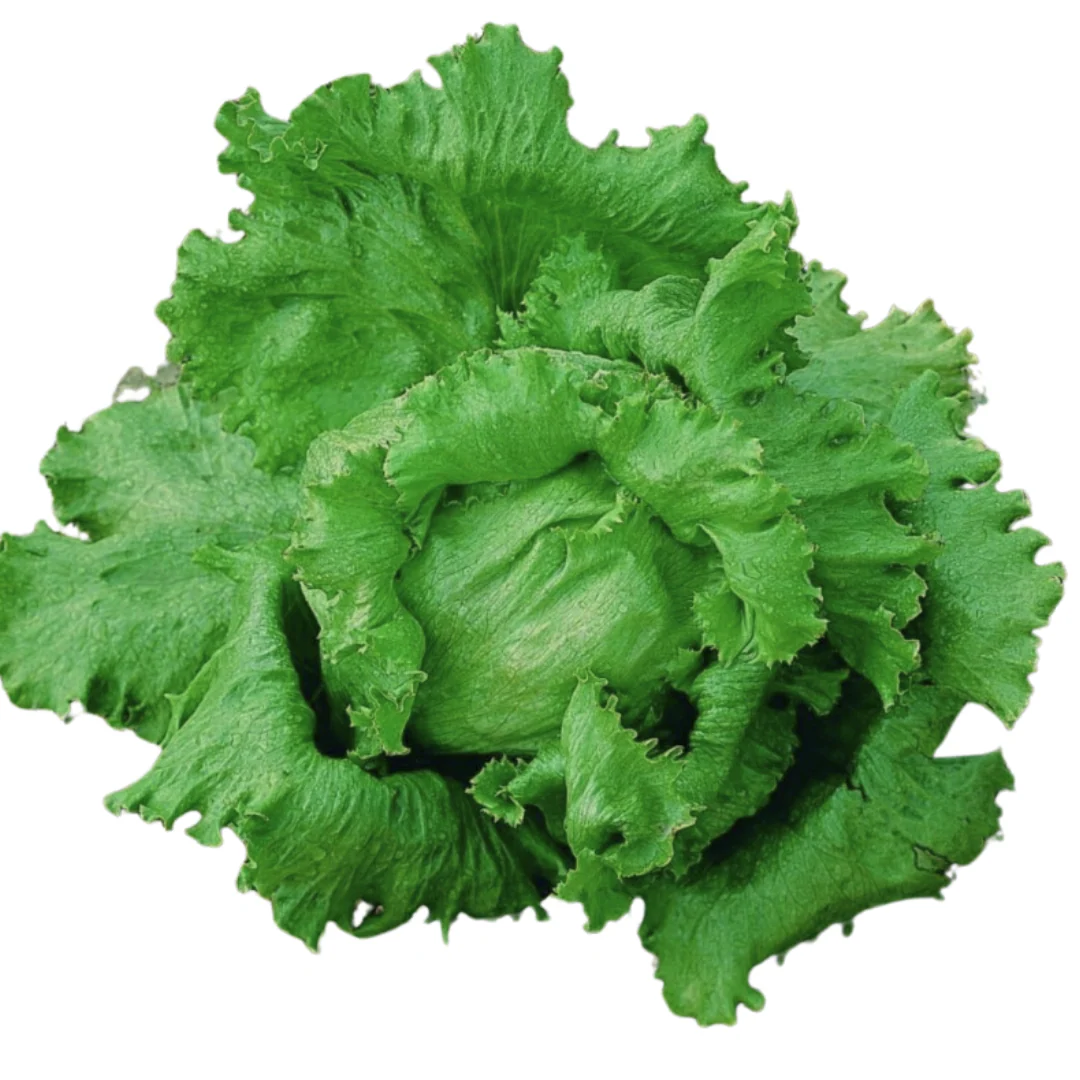 SaladeIceberg