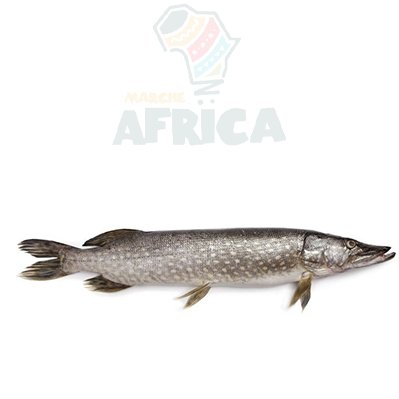 brochet