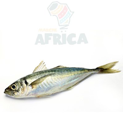 poisson chinchard