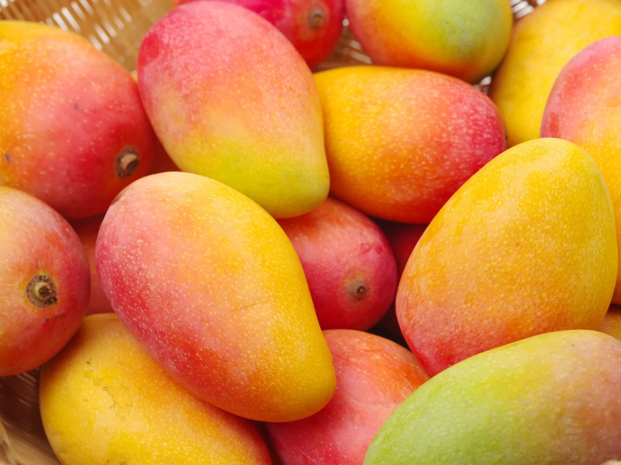 mangue grefe
