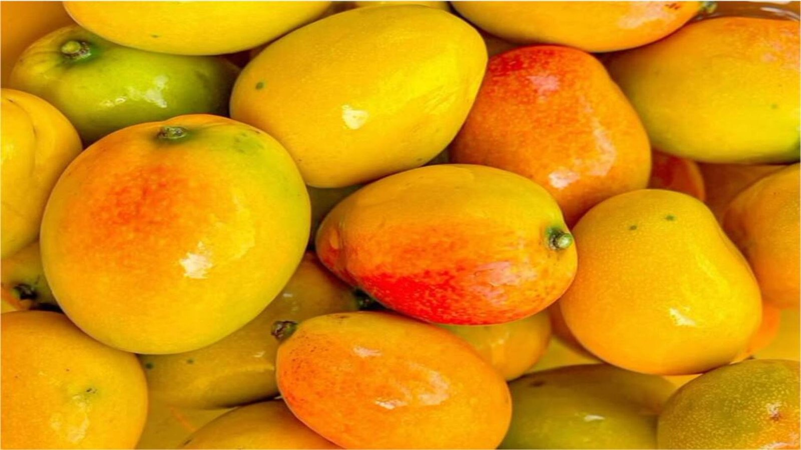 mangue seguela